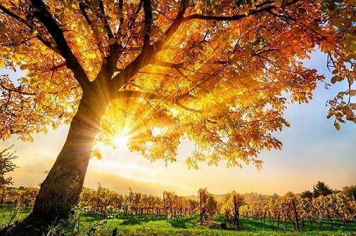 Herbst Baum