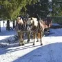 Zwei Pferde ziehen einen Pferdeschlitten im Schnee entlang einer Scheune.