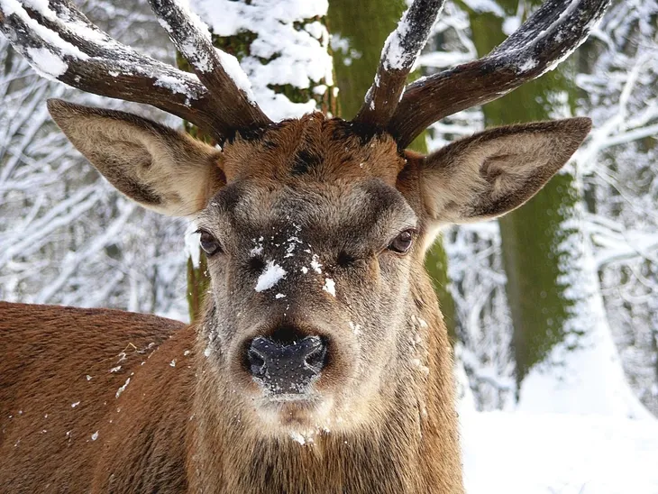 Hirsch im verschneiten Wald mit Schnee auf dem Geweih und der Nase.