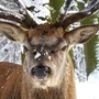 Hirsch im verschneiten Wald mit Schnee auf dem Geweih und der Nase.