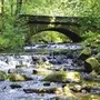 Ein Bach fließt unter einer alten Steinbrücke in einem lichtdurchfluteten, grünen Wald.