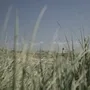 Kleiner Leuchtturm in Dünenlandschaft mit Gras im Vordergrund.