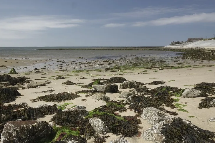 Mit Algen behangene Steine bei Ebbe am Strand.