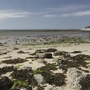 Mit Algen behangene Steine bei Ebbe am Strand.