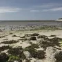 Mit Algen behangene Steine bei Ebbe am Strand.