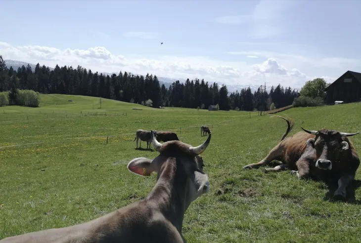 Kühe auf einer grünen Wiese mit Wald und Hütte im Hintergrund.