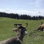 Kühe auf einer grünen Wiese mit Wald und Hütte im Hintergrund.