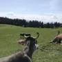 Kühe auf einer grünen Wiese mit Wald und Hütte im Hintergrund.