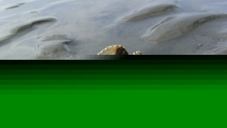 Eine Herzmuschel im seichten Wattenmeer.
