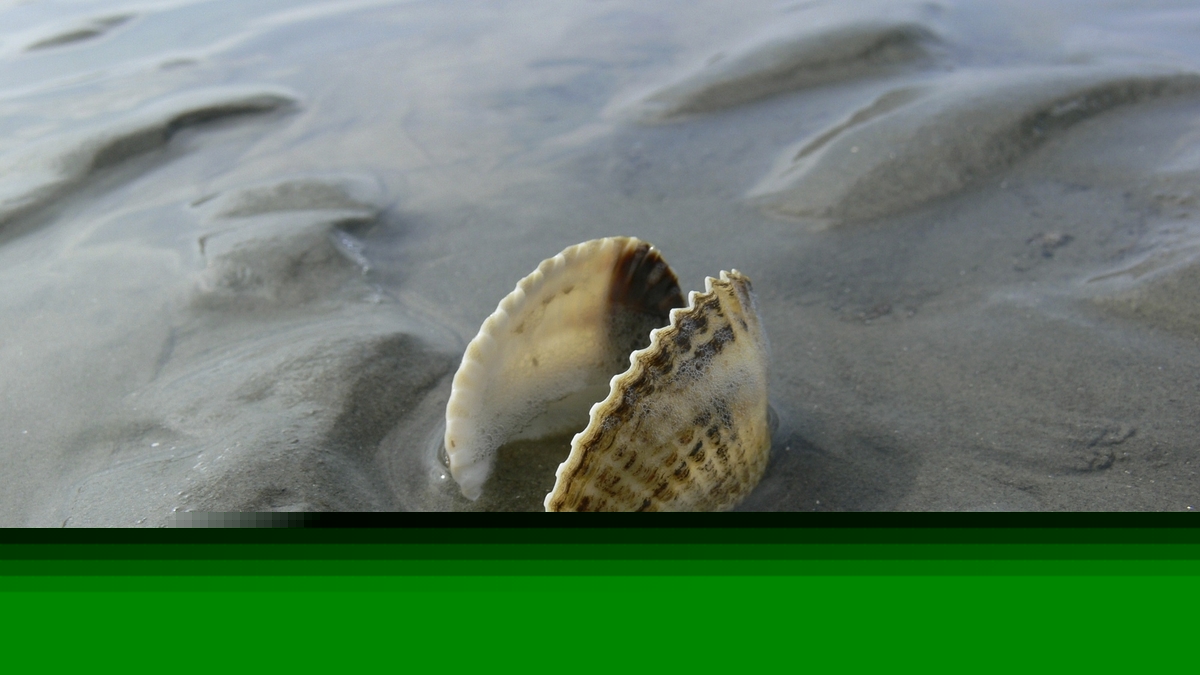 Eine Herzmuschel im seichten Wattenmeer.