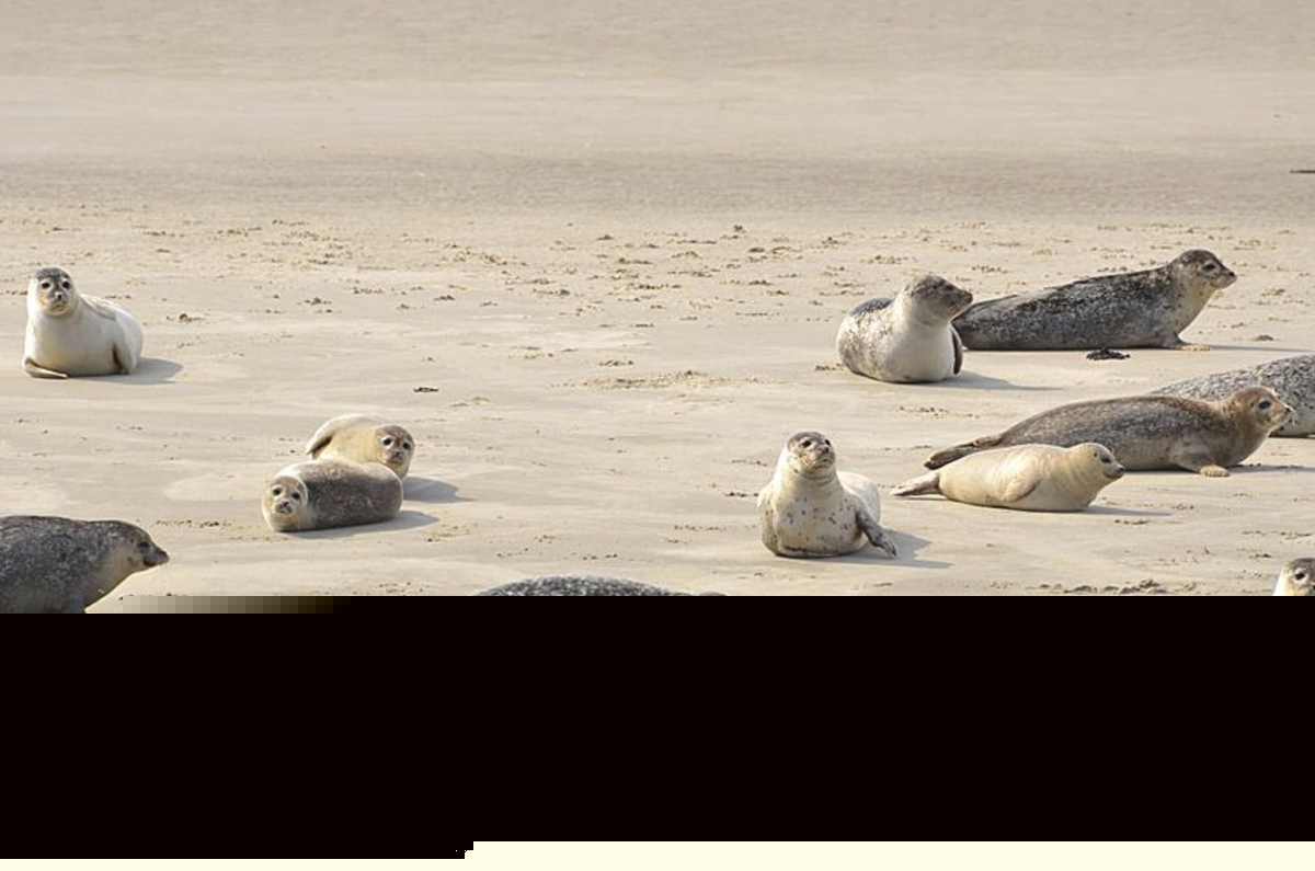 Mehrere Seehunde liegen auf einer Sandbank.