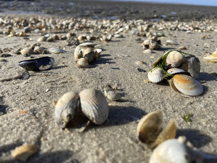 Muscheln auf sandigem Strand von Harlesiel.