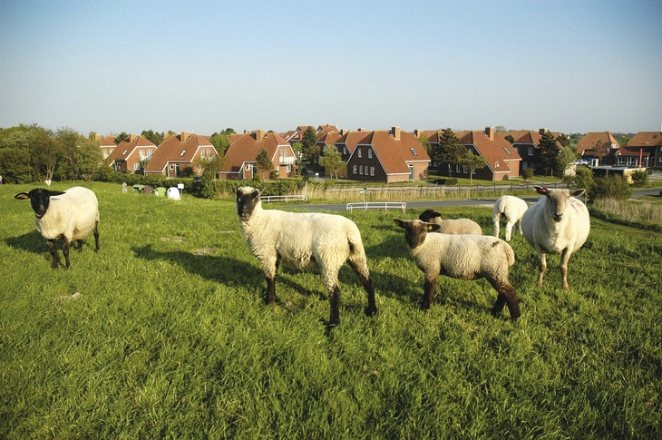 Schafe auf einer Wiese vor roten Häusern in Harlesiel.