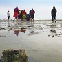 Menschengruppe bei Wattwanderung in Harlesiel bei Ebbe im Wattenmeer.