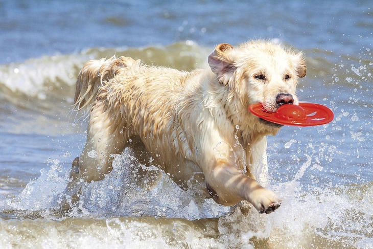 Hund spielt mit Frisbee im Meer.