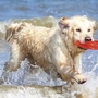 Hund spielt mit Frisbee im Meer.