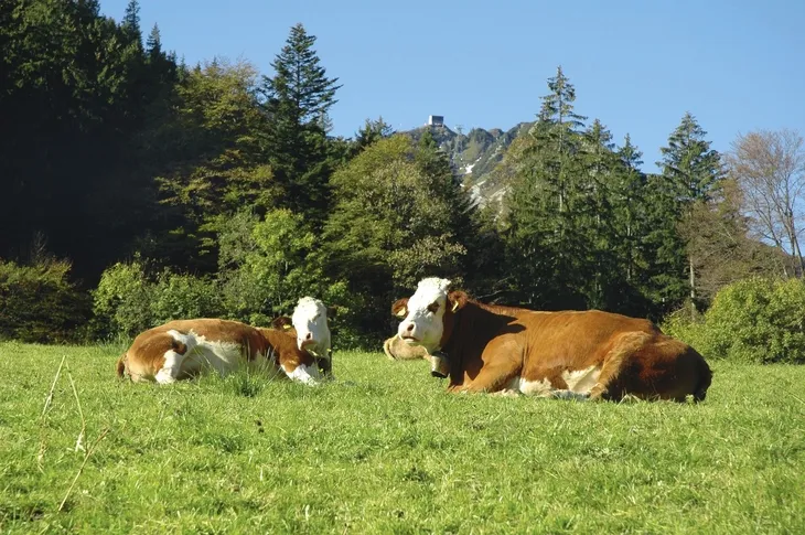 Kühe liegen auf einer grünen Wiese vor bewaldetem Bergpanorama.