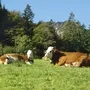 Kühe liegen auf einer grünen Wiese vor bewaldetem Bergpanorama.
