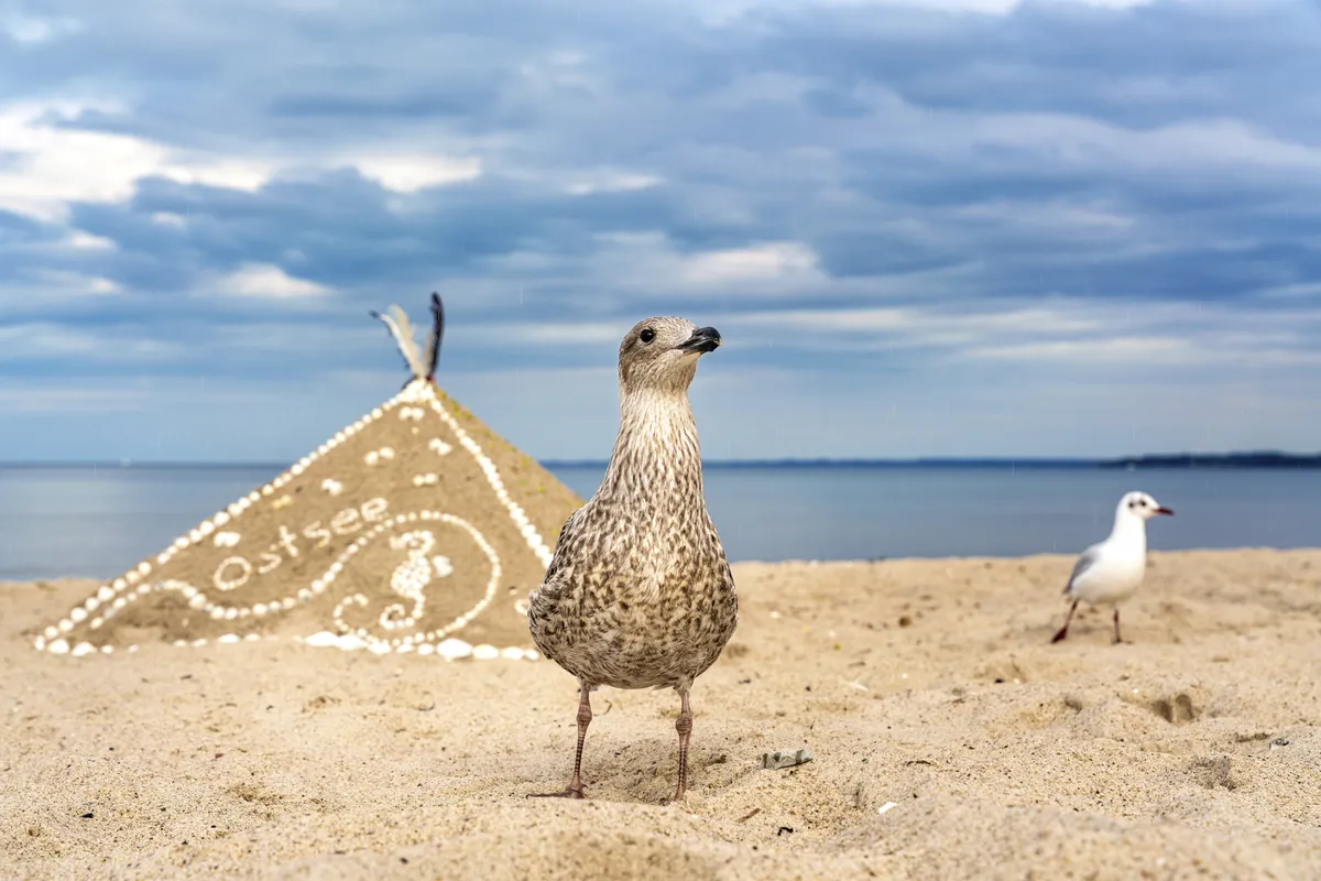 Zwei Möwen am Strand von Timmendorf mit muschelbelegter Pyramide aus Sand und wolkigem Himmel.