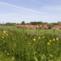 Wiese mit gelben Blumen im Vordergrund, dahinter Häuserlandschaft unter blauem Himmel.