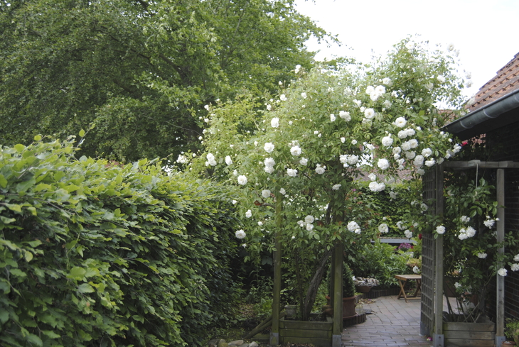 Garten mit blühenden Rosen und grünem Laub.