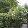 Garten mit blühenden Rosen und grünem Laub.