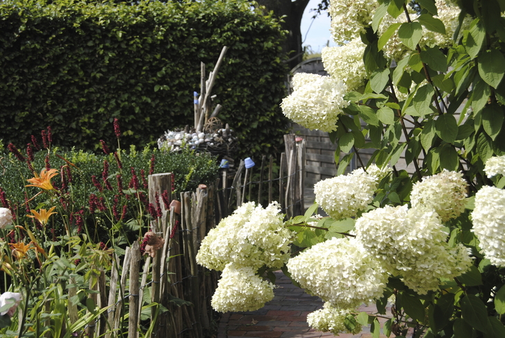 Blühender Garten mit weißen Hortensien und bunten Blumen entlang eines Zauns.