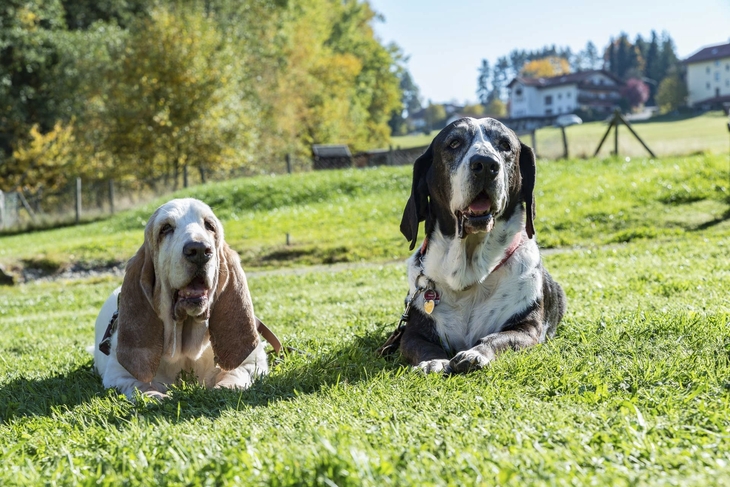 Zwei Hunde liegen auf einer Wiese, im Hintergrund Bäume und Häuser.