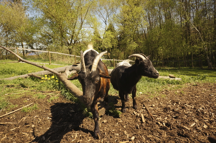 Zwei Ziegen stehen auf einem Waldboden mit Bäumen im Hintergrund.