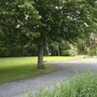 Garten mit Baum, Rasenfläche und Schaukel im Hintergrund.