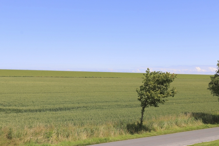 Landstraße mit einzelstehendem Baum an einem Getreidefeld unter klarem Himmel.