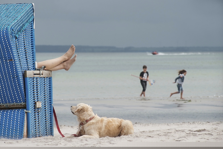 Hund am Strand neben Strandkorb, spielende Kinder im Hintergrund.