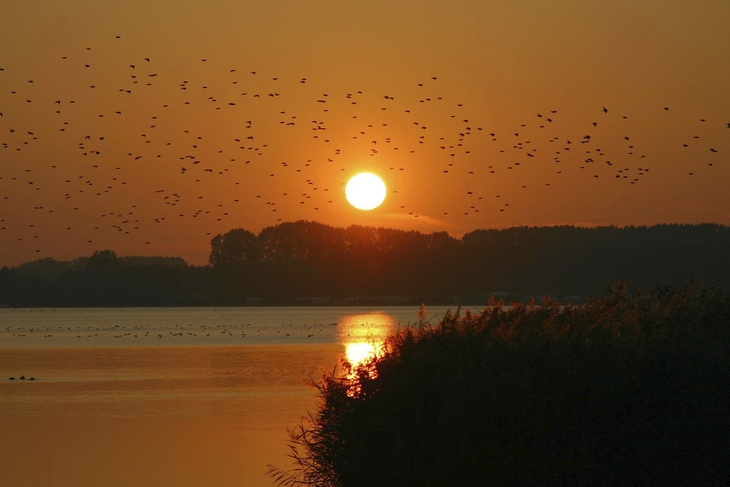 Sonnenuntergang am Veluwe Strandbad mit Silhouetten von Bäumen und Vögeln.