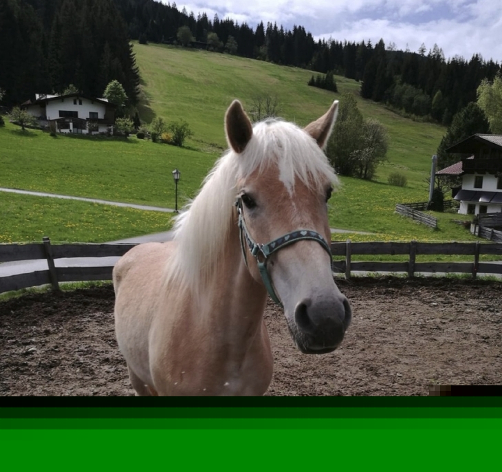 Ein Haflinger-Pferd steht auf einem Paddock vor einer grünen Wiese und Hügeln.