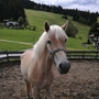 Ein Haflinger-Pferd steht auf einem Paddock vor einer grünen Wiese und Hügeln.