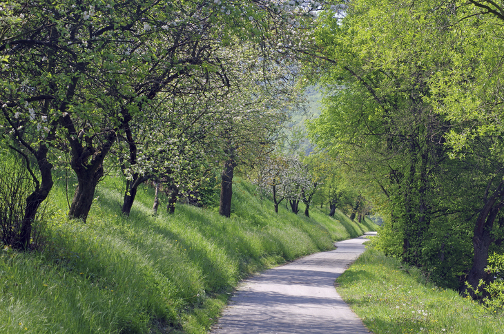 Weg durch blühende Obstbäume entlang des Donauradwegs im Frühling.