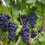 Rote Trauben hängen an Reben mit grünen Blättern.
