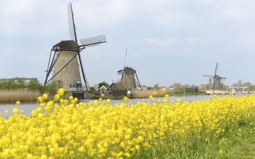 Drei Windmühlen bei Kinderdijk, Niederlande, mit gelben Blumen im Vordergrund.