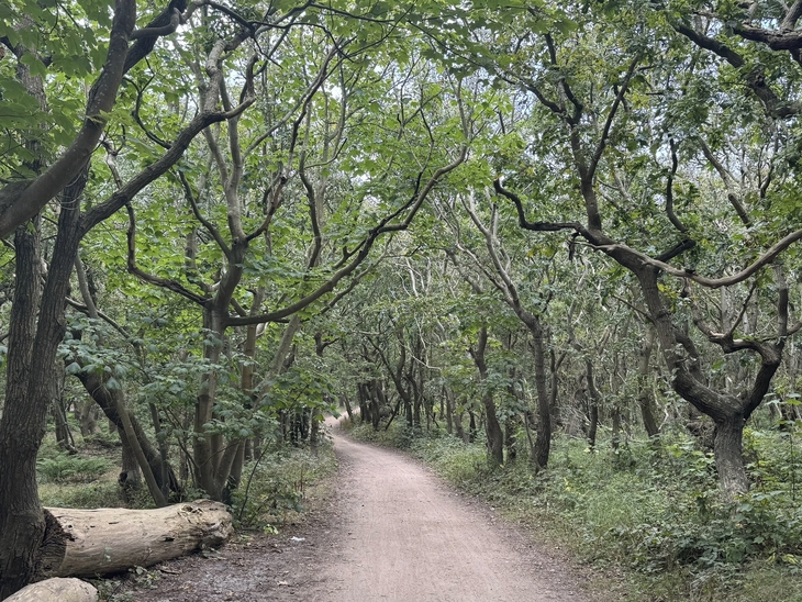 Waldweg mit dichten, grünen Bäumen an den Seiten im Manteling in Zeeland.