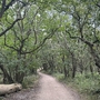 Waldweg mit dichten, grünen Bäumen an den Seiten im Manteling in Zeeland.