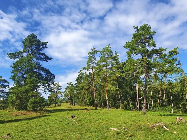 Grüne Wiese mit hohen Bäumen unter blauem Himmel im Altmühltal