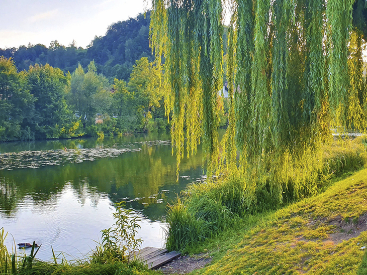 Flusslandschaft im Altmühltal mit üppigem Weidenbaum am Ufer.