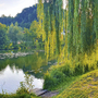 Flusslandschaft im Altmühltal mit üppigem Weidenbaum am Ufer.