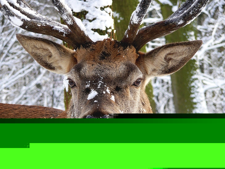 Hirsch im verschneiten Wald mit Schnee auf dem Geweih und der Nase.