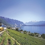 Zug fährt durch Weinberge am Genfersee mit Alpen im Hintergrund.