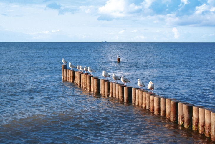 Möwen sitzen auf hölzernen Buhnen im Meer bei Kühlungsborn.