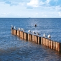 Möwen sitzen auf hölzernen Buhnen im Meer bei Kühlungsborn.