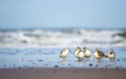 Gruppe Strandläufer im Watt am Meereshorizont.