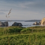 Küste mit grüner Vegetation und Felsen im Meer bei Morgat, Bretagne.
