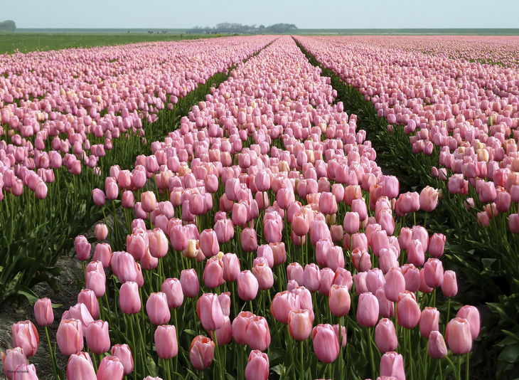 Rosa Tulpenfeld in Südholland.